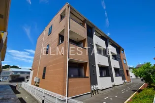 マリーゴールドの画像