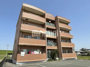 シャインの画像