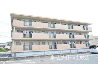 サニーフラワーの画像