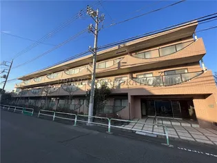 コーナスフロリダの画像