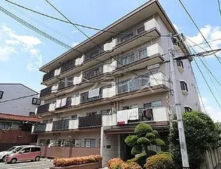 ホワイトシャンボールの画像