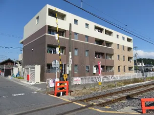 シーダーエースの画像