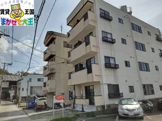 ハイツキクの画像