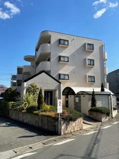 ベルテプルメリアの画像