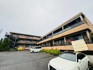 メタセコイヤの画像