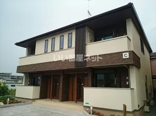 カンファーツリーCの画像