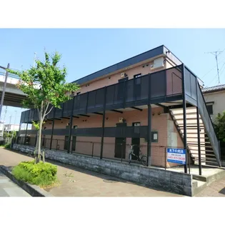 アムール白樺の画像