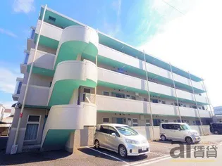 ゴールドクレストの画像