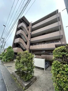 オキザリスの画像