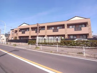 サンティークカメツタの画像