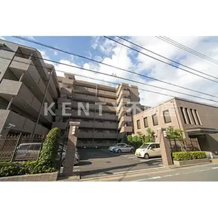 ステラコートの画像