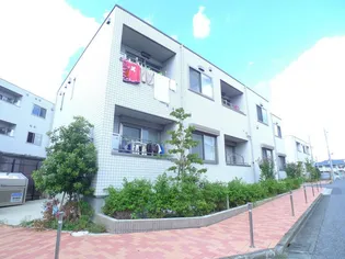 ラシーネ扇スターチスの画像