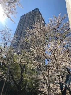 SAION SAKURAZAKAの画像