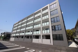 CITRUS TREEの画像