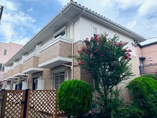 ツリーカシータの画像