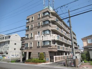 パセール精華の画像