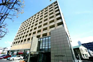 ルピナス守恒の画像