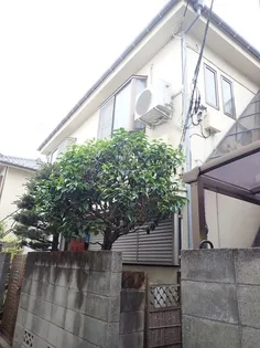 アオキの画像