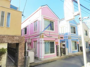 グレースサイネリアの画像