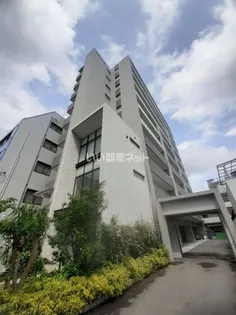 ハナミズキ福島の画像