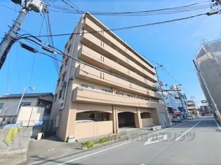 プリムローズタカダの画像