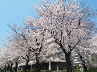 URサンヴァリエ桜堤の画像