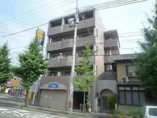 ゴールドクレストの画像