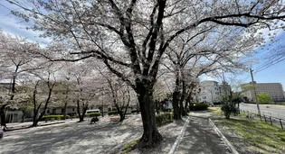 メゾン桜【1階】の周辺