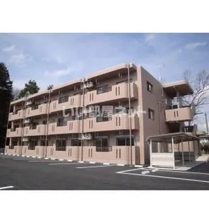 Y&Mシルキーの画像