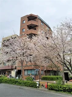 メゾン桜【4階】の外観