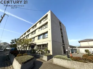 アザレア43の画像