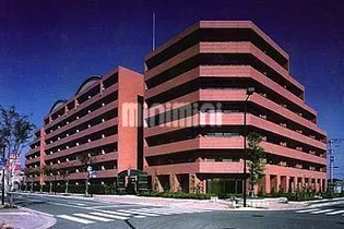 クリサンテーム妙典の画像