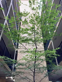 ライオンズマンション喜多見の画像