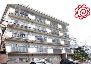 ホワイトシャンボールの画像