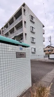 アザレアの画像