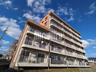 イワマアメニーの画像