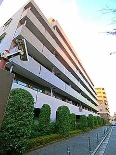 ステラコートの画像