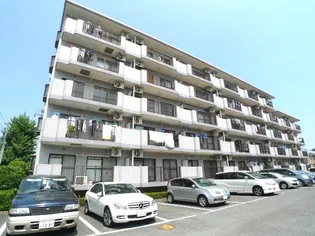 ゴールドクレストの画像