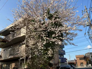 クレストの画像