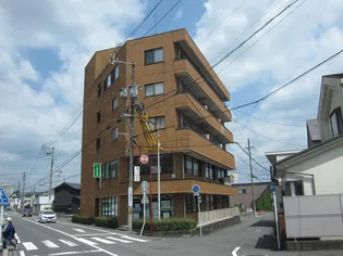 ヤマセビルの画像