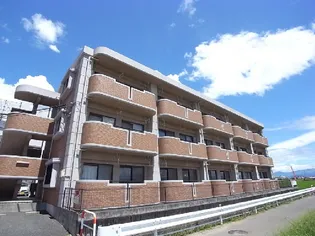 チェリーブラッサムの画像