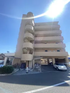 ラホヤハナクマの画像