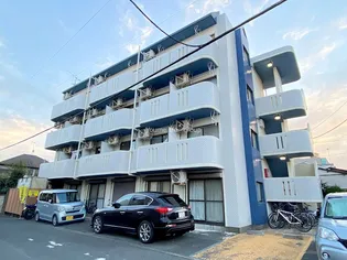 フリージアの画像