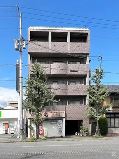 ゴールドクレストの画像