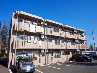 Y&Mシルキーの画像