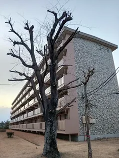 大津ケ丘団地第一7号棟の画像