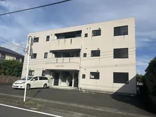 ゴールドクレストの画像