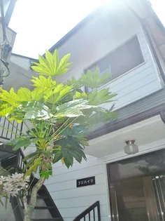 フジハイツ【2階】の外観