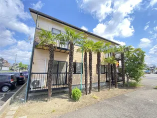 プラセールパームの画像