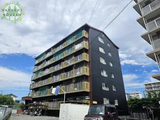 プリムールの画像